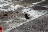 Wuzhen 烏鎮 - 八哥 Crested Myna (Acridotheres cristatellu)