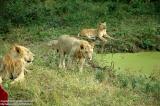 Shenyang 瀋陽 - 棋盤山森林野生動物園 - Lion