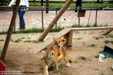 Shenyang 瀋陽 - 棋盤山森林野生動物園 - Lion + Tiger Cubs