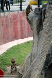 Shenyang 瀋陽 - 棋盤山森林野生動物園 - Monkeys