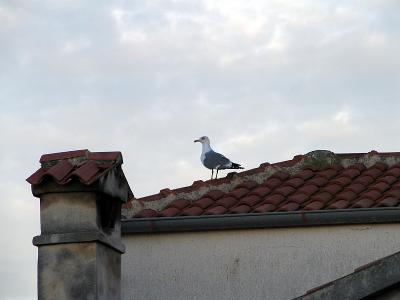 Seagull.jpg