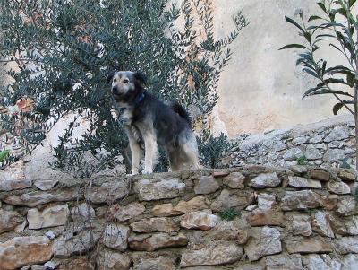 Mali Losinj