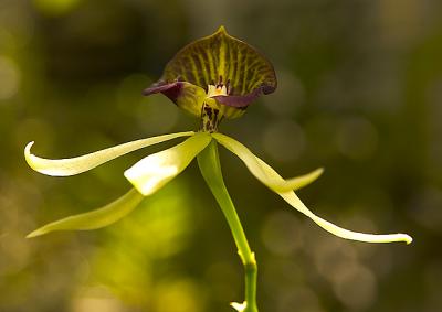 Encyclia cochleata