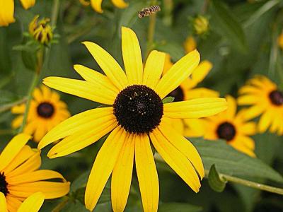 Black-eyed Susan - look out for the bee!