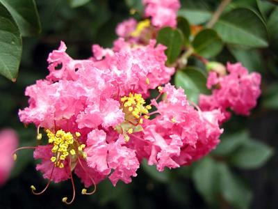 Crepe Myrtle - Lilac of the South