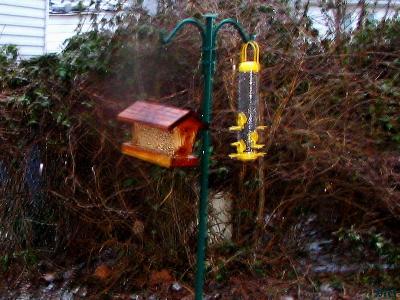Frozen bird feeders.jpg(163)