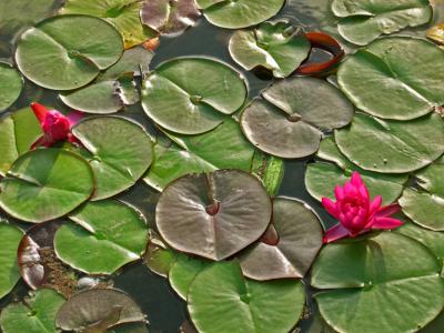 u12/mtf_foto_studies/medium/38372364.LilyPads.jpg