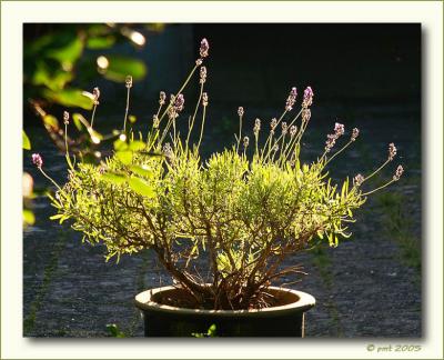 Backlight by Peter Thorup
