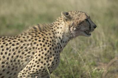 Male Cheetah