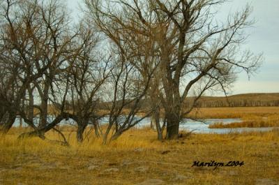 'trees o'er the lake ... '