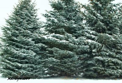 'christmas trees ... no decorations'