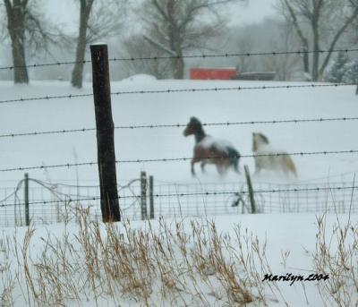 u12/mzm/medium/38362465.snow22.jpg