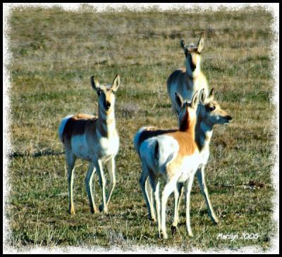 'the gathering ... '