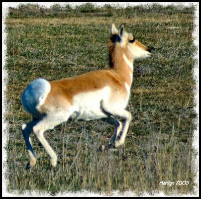 'ballet leap ... '