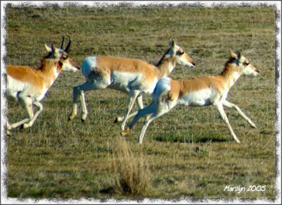 'wind in my ears ... '