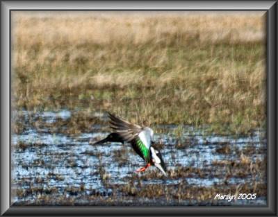 'for the love of god, where'd the water go??? ... eeeeeek!!!!'