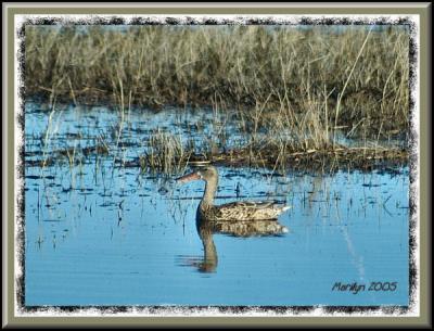 'just trying to blend in ... '