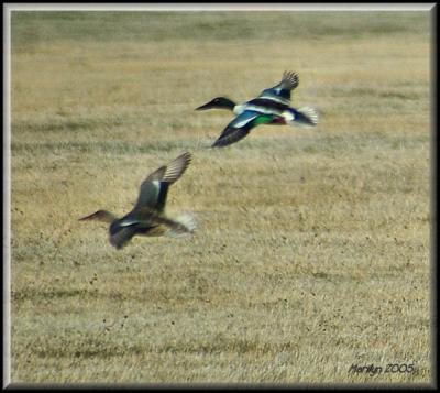 'woosh of feathers ... '