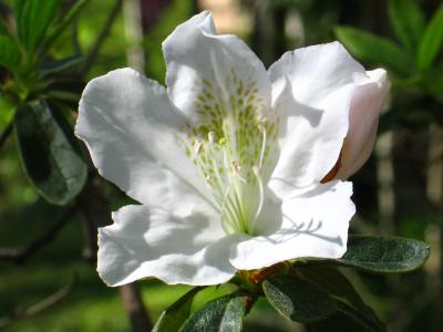 White Azalea *