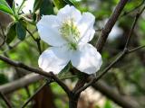 White Azalea