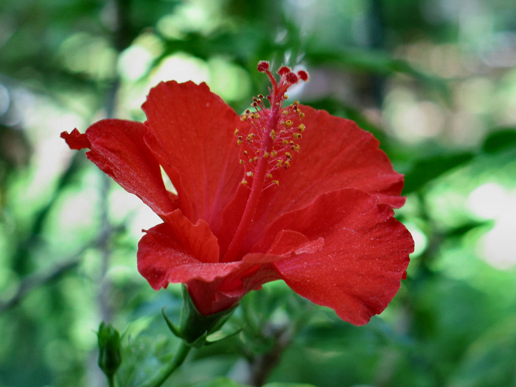 Hibiscus