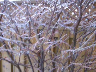 What an ice tree?