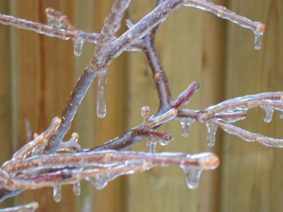 Every branch is totally coated