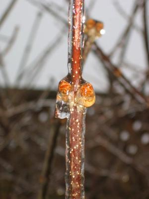Even the poor little buds