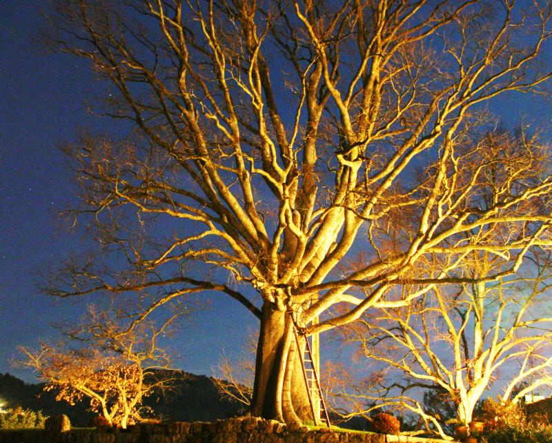 Tree at dusk