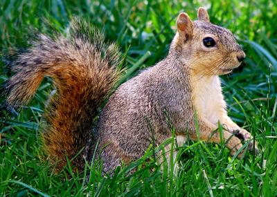 brown squirrel