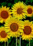 sunflowers medley