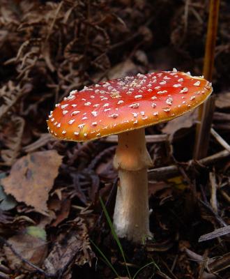 Fly agaric