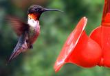 hummer_male.jpg