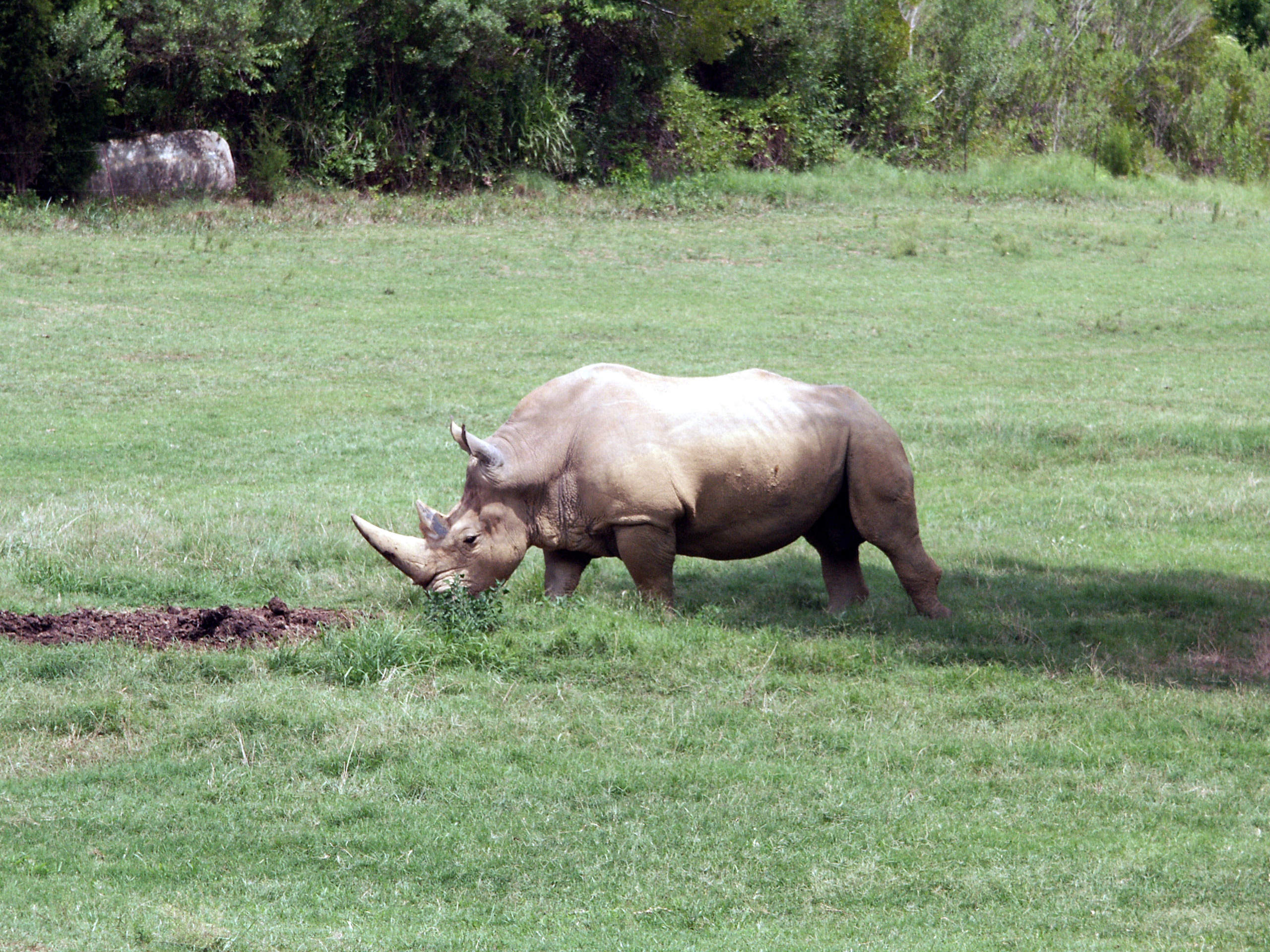 nc_zoo1486.JPG