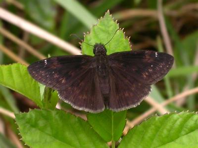 Wild Indigo Duskywing