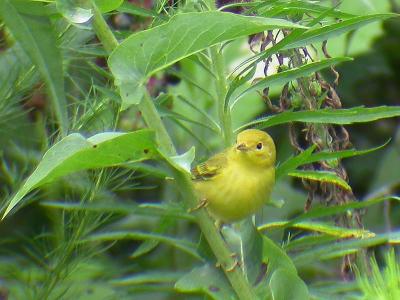 Yellow Warbler