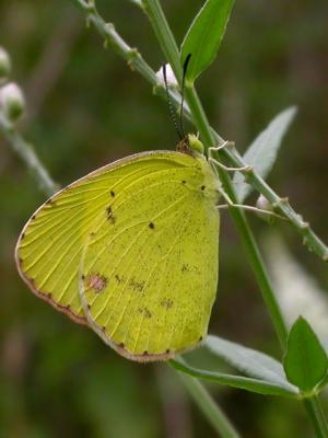 Little Yellow Sulphur