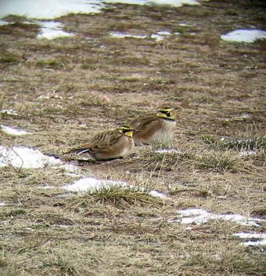 Horned Lark