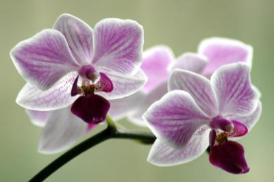 orchids