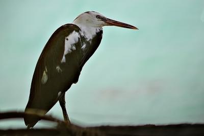 DSC_0328ReefHeron2_Sm.jpg