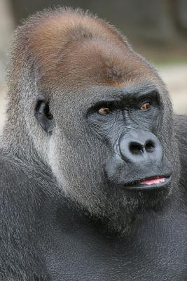u12/nwilkins/medium/38224028.SilverbackGorilla.jpg