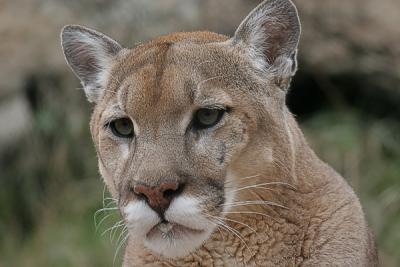 Cougar.jpg