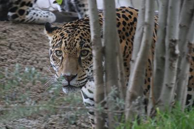 Jaguar.jpg
