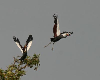 Black Crowned Crane.1280x1024.