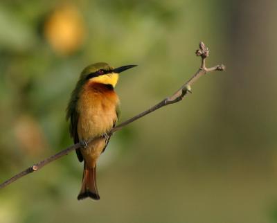 Little Bee-eater.