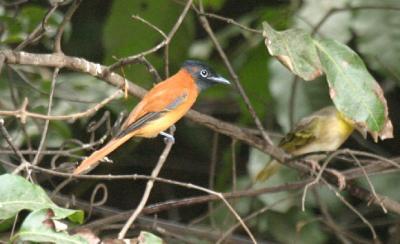 Red-bellied Paradise  Flycatcher