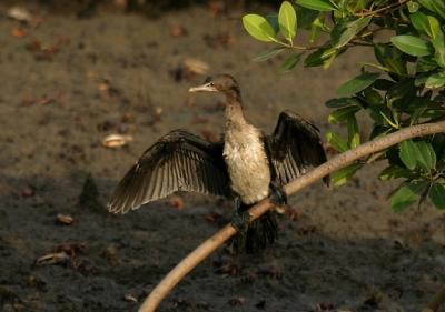 Long-tailed Cormorant.