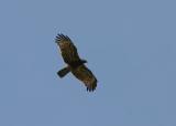 African Harrier-hawk.