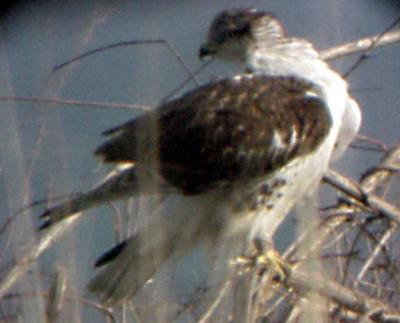 Ferruginous Hawk - MS - 1-1-05  -2.jpg