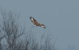 ferruginous_hawk_.jpg
